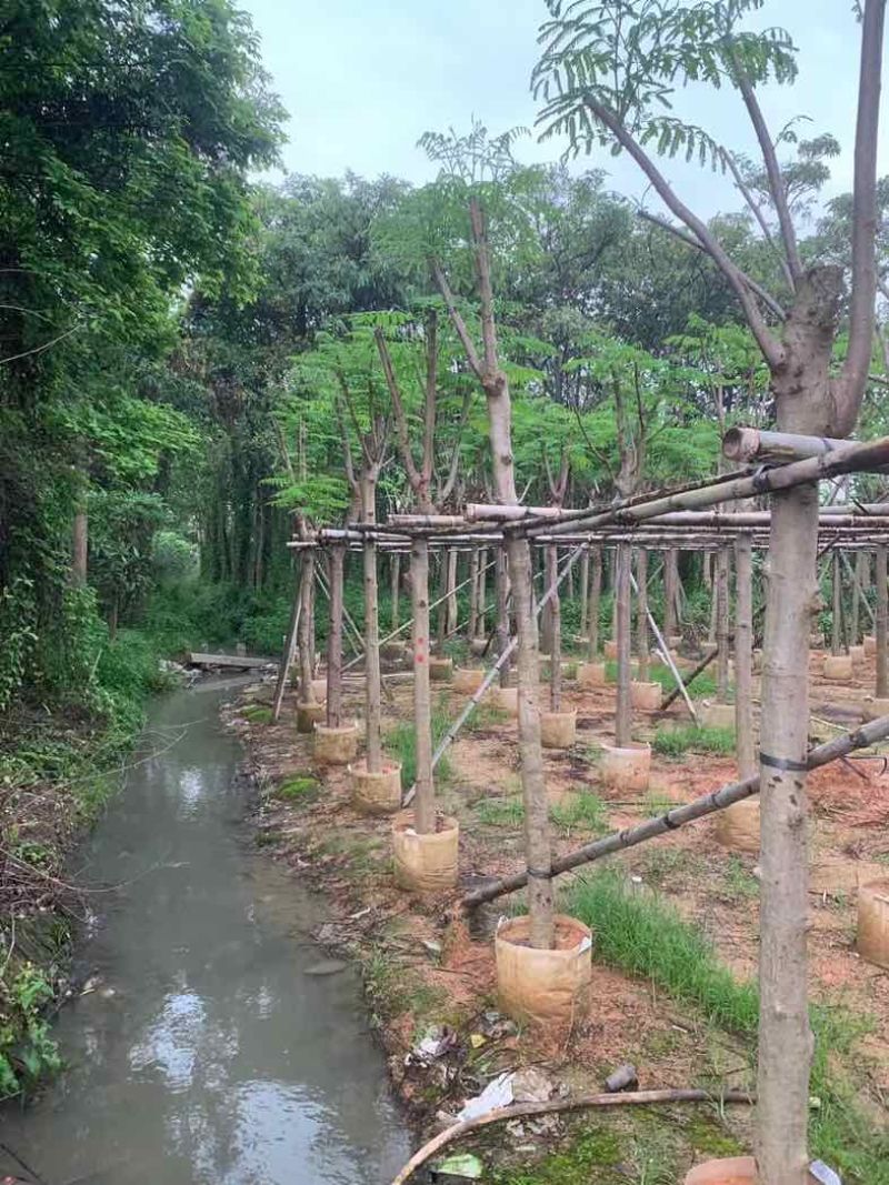 凤凰树/红花楹基地直销规格齐全欢迎老板来电咨询合作