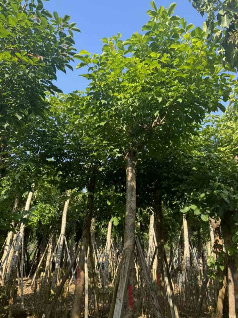 重阳木基地直销规格齐全欢迎老板来电咨询合作