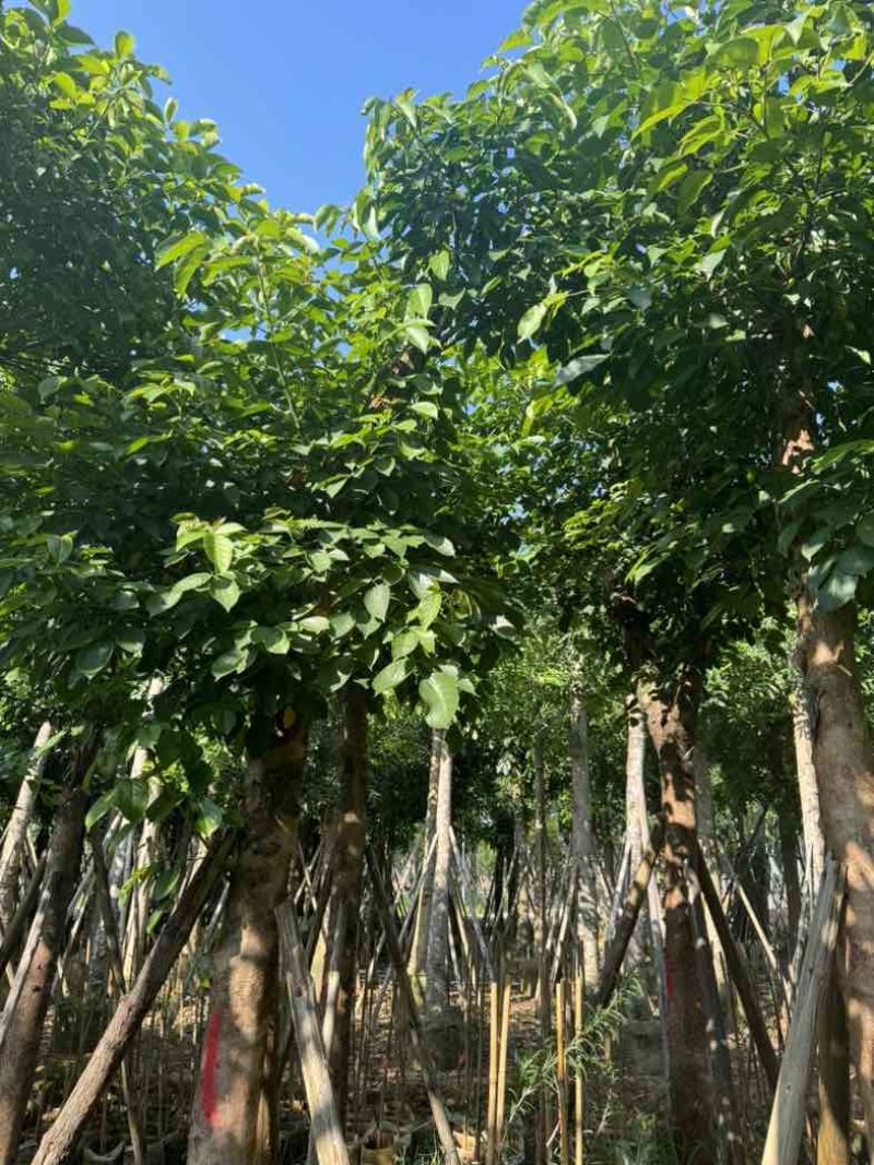 重阳木基地直销规格齐全欢迎老板来电咨询合作