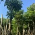 重阳木基地直销规格齐全欢迎老板来电咨询合作