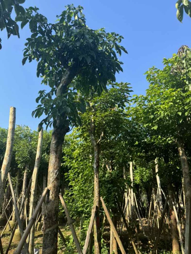 重阳木基地直销规格齐全欢迎老板来电咨询合作