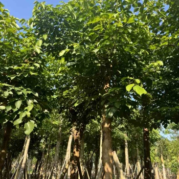 重阳木基地直销规格齐全欢迎老板来电咨询合作