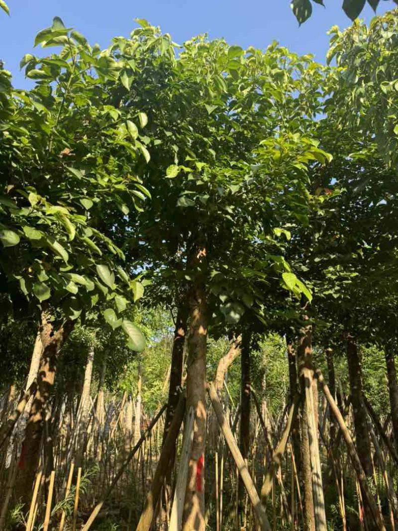 重阳木基地直销规格齐全欢迎老板来电咨询合作