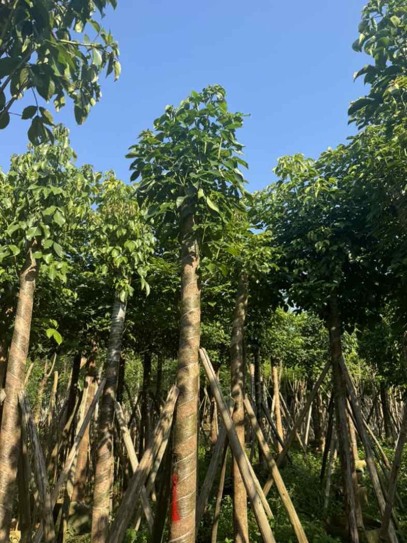 重阳木基地直销规格齐全欢迎老板来电咨询合作