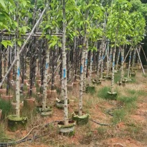 白玉兰基地直销规格齐全欢迎老板来电咨询合作