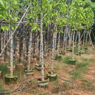 白玉兰基地直销规格齐全欢迎老板来电咨询合作