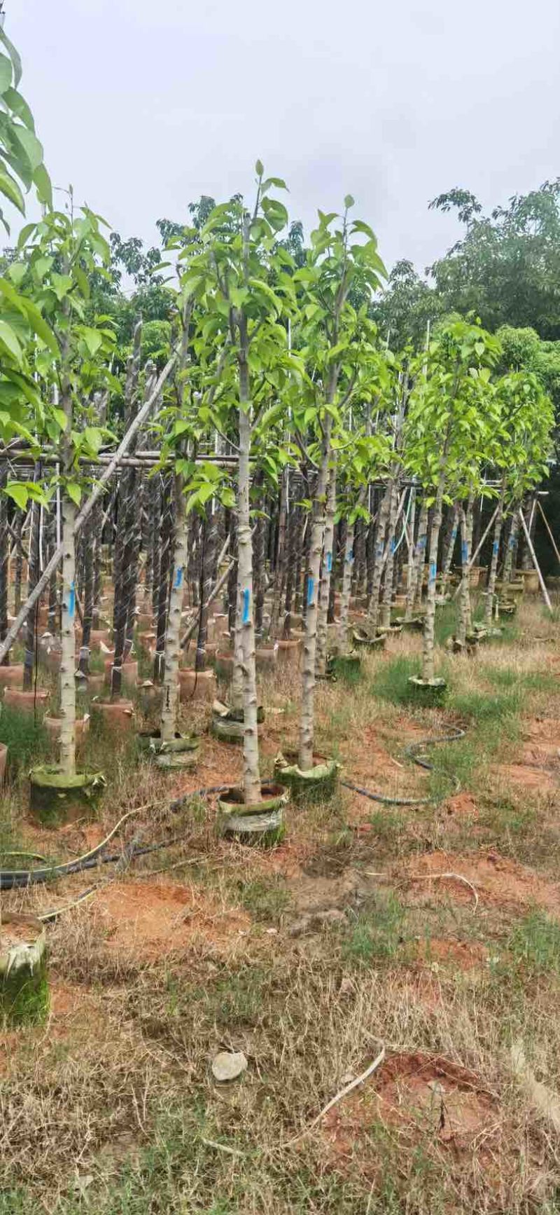 白玉兰基地直销规格齐全欢迎老板来电咨询合作