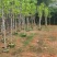 白玉兰基地直销规格齐全欢迎老板来电咨询合作