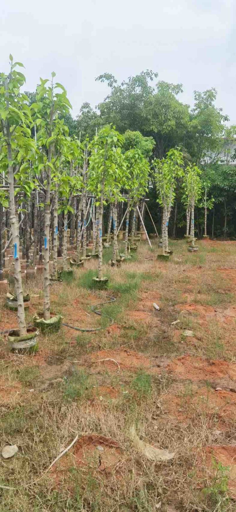 白玉兰基地直销规格齐全欢迎老板来电咨询合作