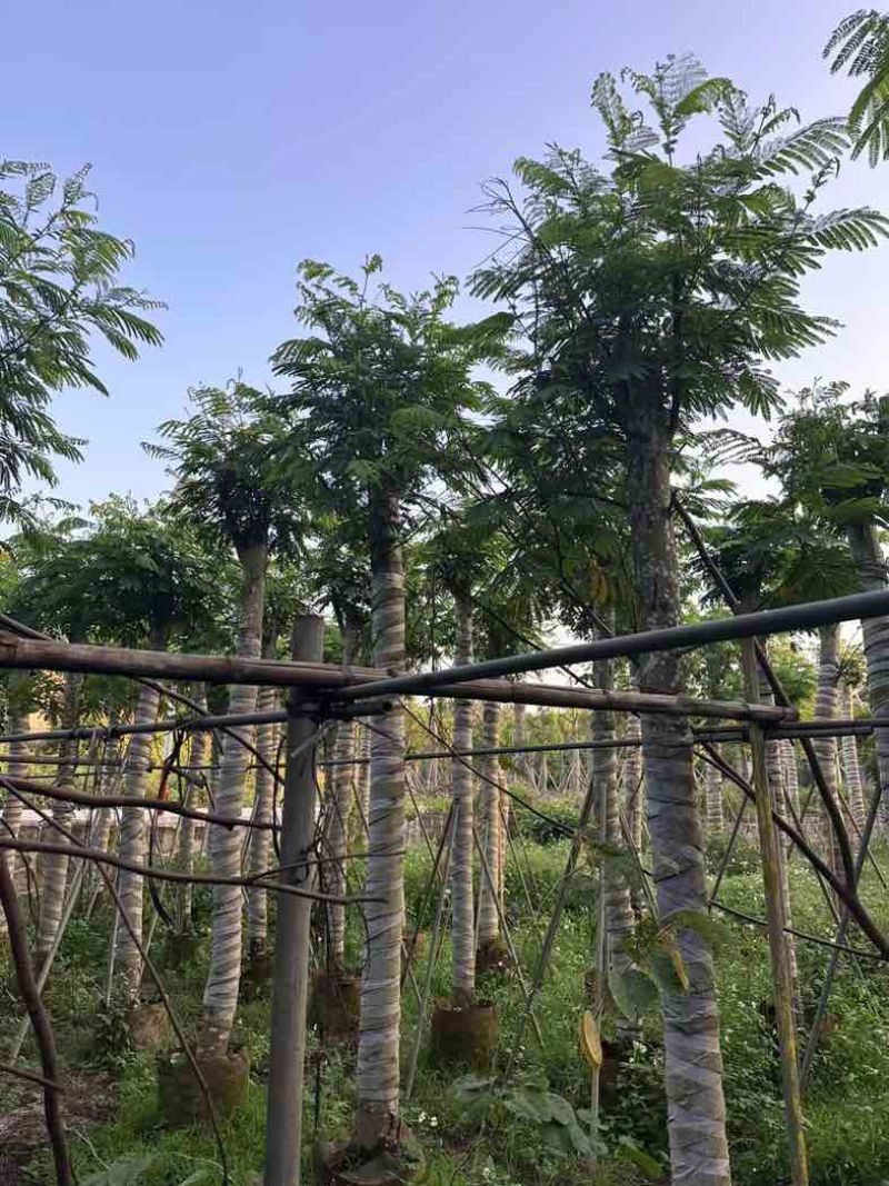 南洋楹基地直销规格齐全欢迎老板来电咨询合作