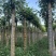 南洋楹基地直销规格齐全欢迎老板来电咨询合作
