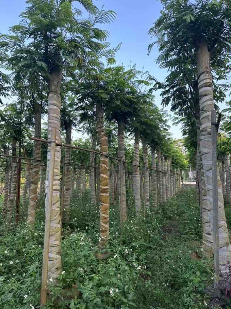 南洋楹基地直销规格齐全欢迎老板来电咨询合作