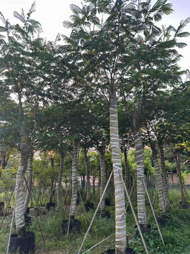 南洋楹基地直销规格齐全欢迎老板来电咨询合作