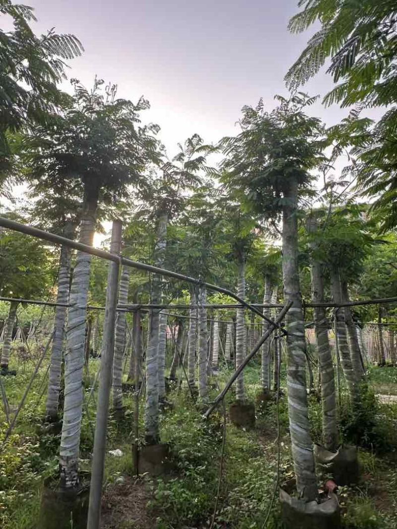 南洋楹基地直销规格齐全欢迎老板来电咨询合作