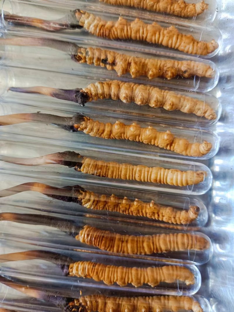 欢迎电话咨询正规货源虫草好评如潮超高性价比抢购中