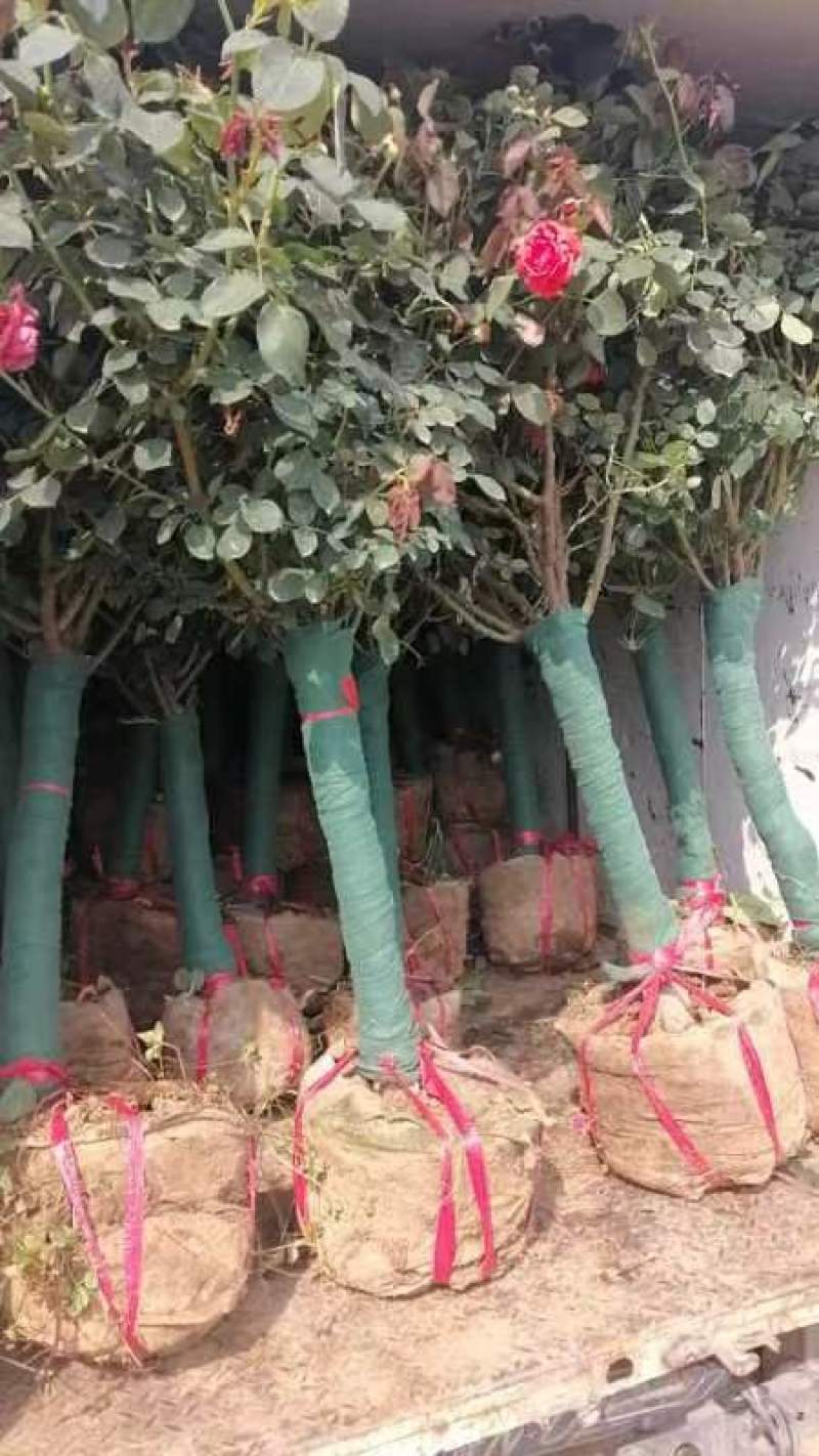 月季，独杆月季规格三公分起步至八公分，单色，三色，五色