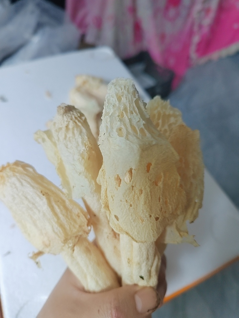 无硫红托竹荪