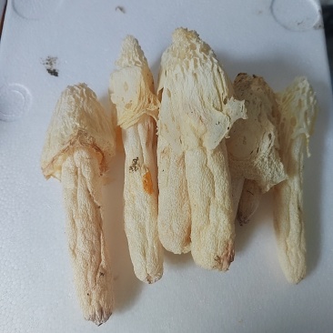 无硫红托竹荪