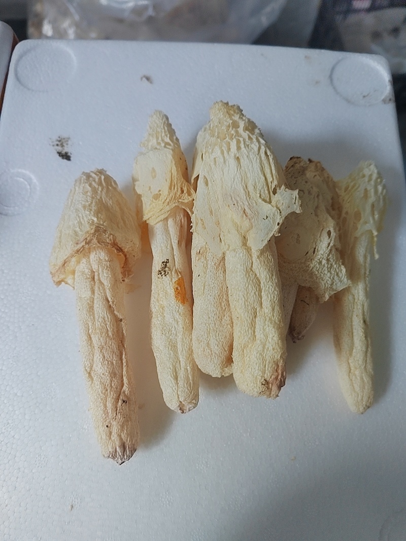无硫红托竹荪