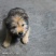 宠物狗，小狗