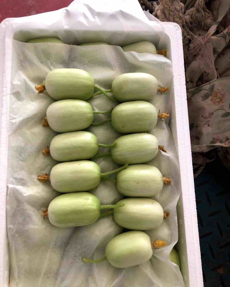 玉女黄瓜，拇指小黄瓜，寿光原产地，量大质优价美。