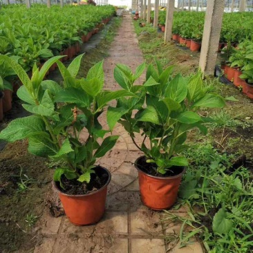 绣球，无尽夏，八仙花，各个规格，颜色多，花镜植物