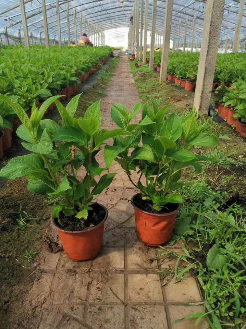 绣球，无尽夏，八仙花，各个规格，颜色多，花镜植物