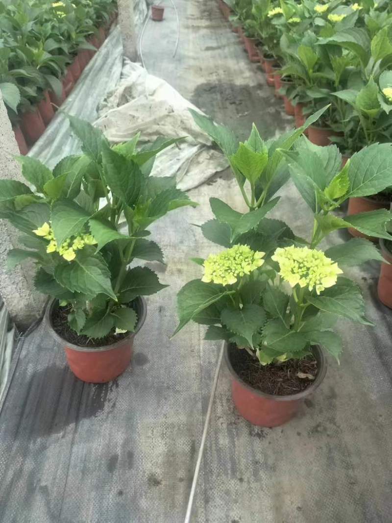 绣球，无尽夏，八仙花，各个规格，颜色多，花镜植物