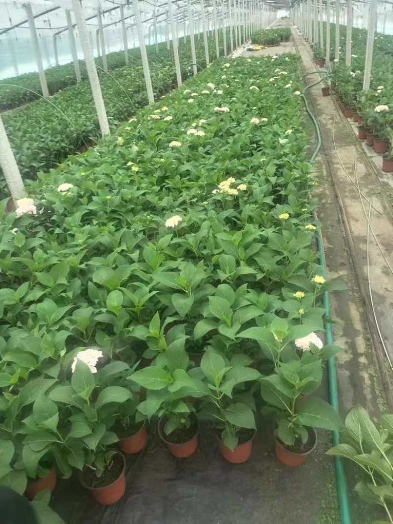 绣球，无尽夏，八仙花，各个规格，颜色多，花镜植物
