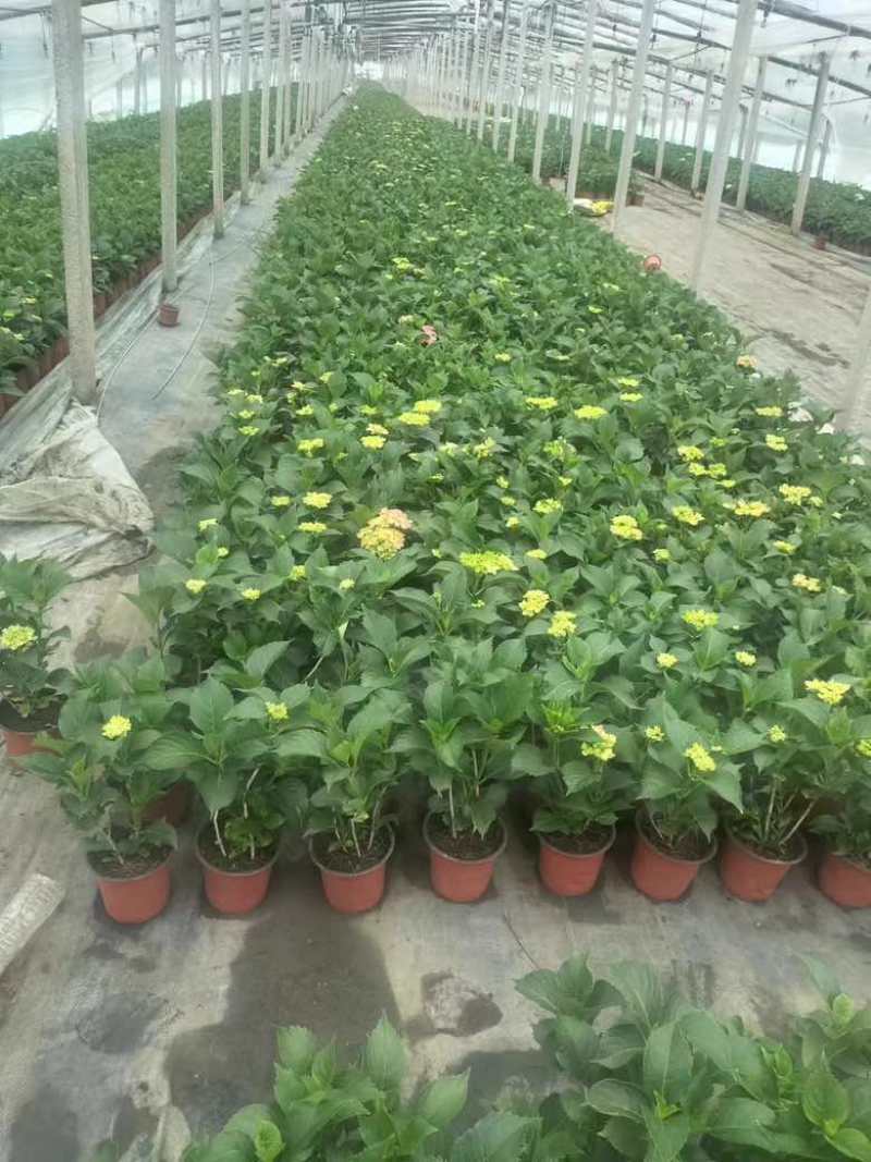 绣球，无尽夏，八仙花，各个规格，颜色多，花镜植物