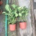 绣球，无尽夏，八仙花，各个规格，颜色多，花镜植物