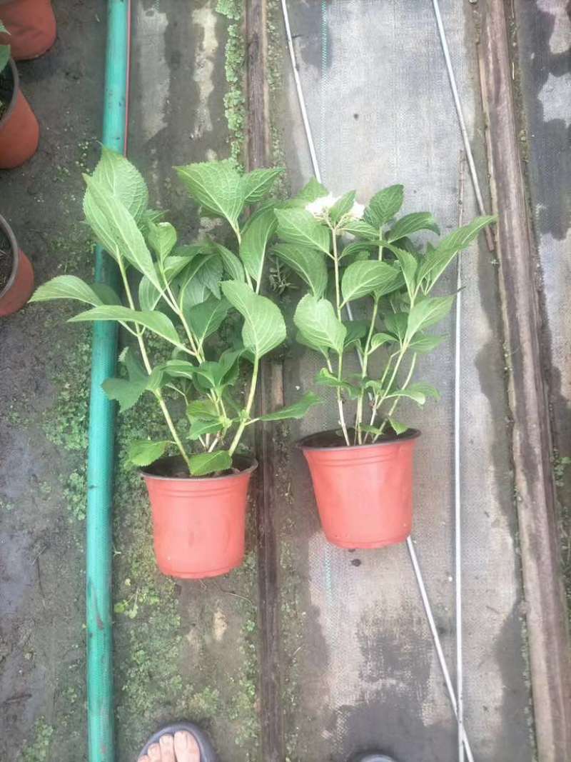 绣球，无尽夏，八仙花，各个规格，颜色多，花镜植物