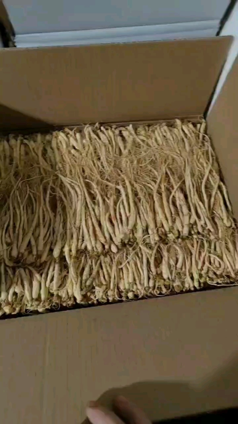 人参生晒干参精选足干货规格齐全参地一发长年有货