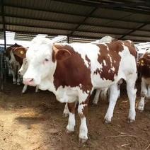 贵州毕节西门塔尔牛，大量有货保质保量欢迎老板前来采购