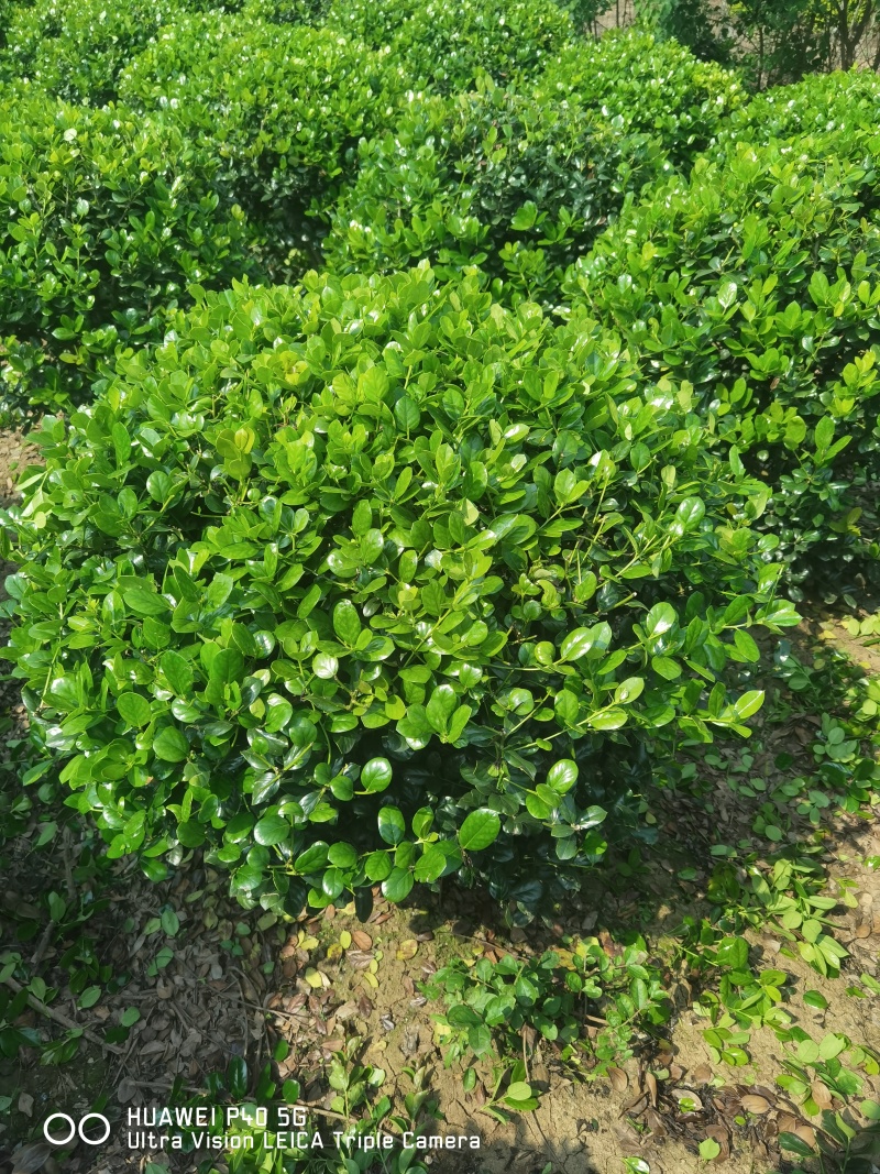 无刺枸骨球