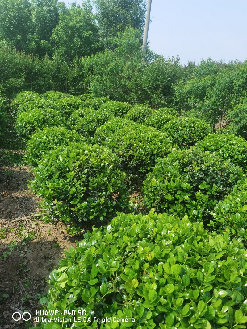 无刺枸骨球
