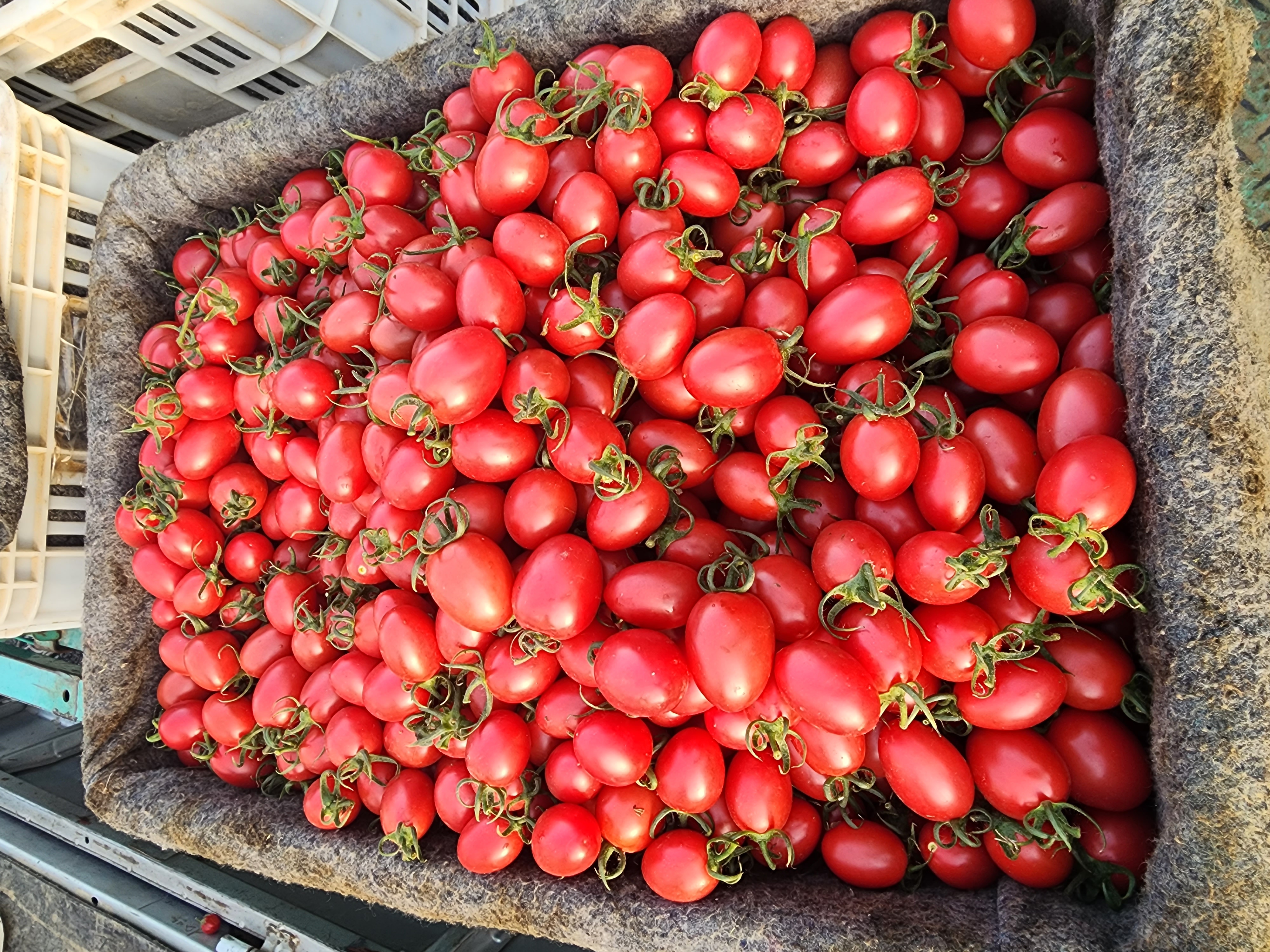 冰糖千禧圣女果正在熬煮过程