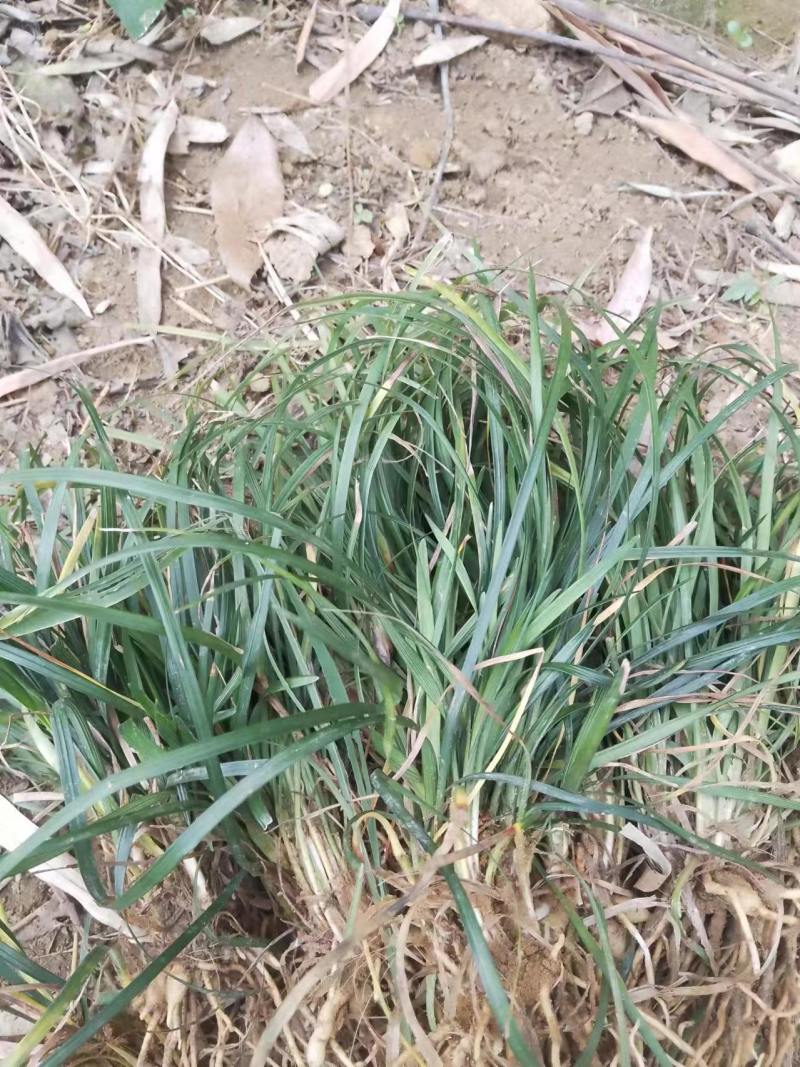 麦冬草四川本地货，大量有货，基地量大欢迎电话联系洽谈合作