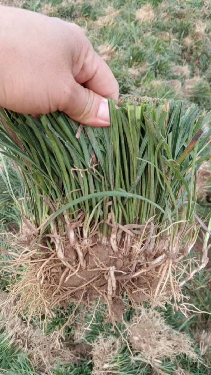 麦冬草四川本地货，大量有货，基地量大欢迎电话联系洽谈合作