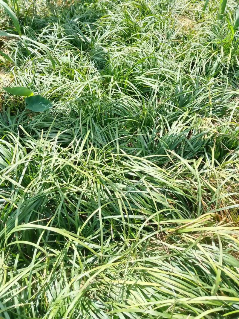 麦冬草四川本地货，大量有货，基地量大欢迎电话联系洽谈合作