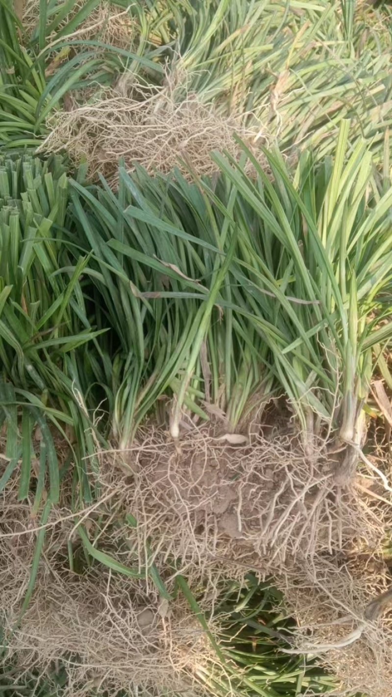 麦冬草四川本地货，大量有货，基地量大欢迎电话联系洽谈合作