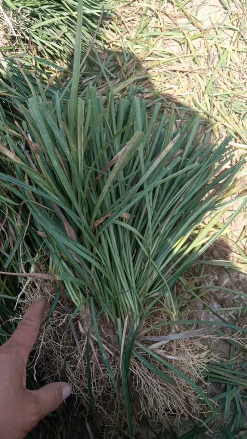 麦冬草四川本地货，大量有货，基地量大欢迎电话联系洽谈合作