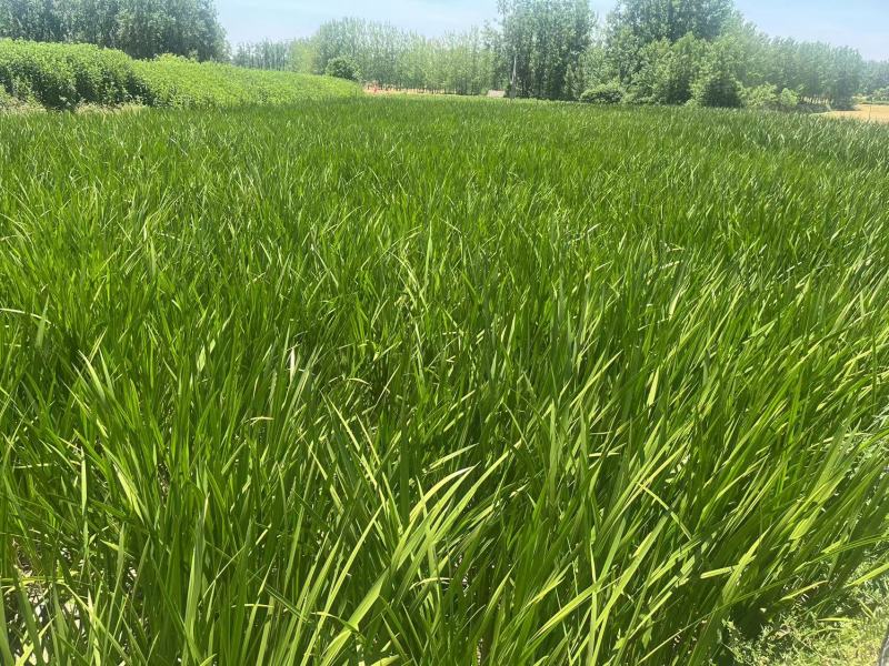 精品菖蒲草货源充足量大从优质量保证欢迎咨询