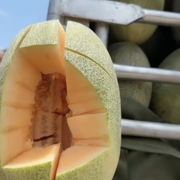 海南哈密瓜