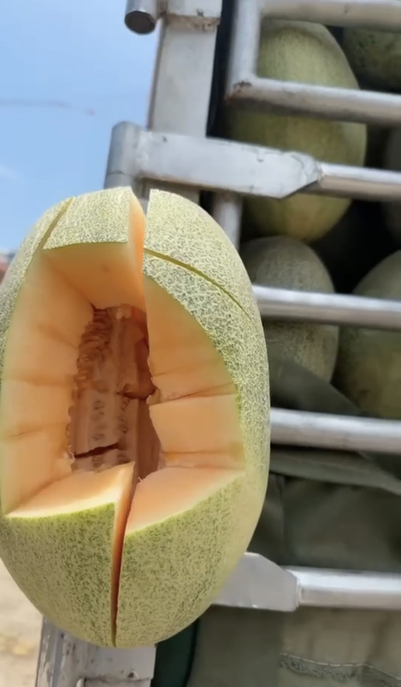 海南哈密瓜
