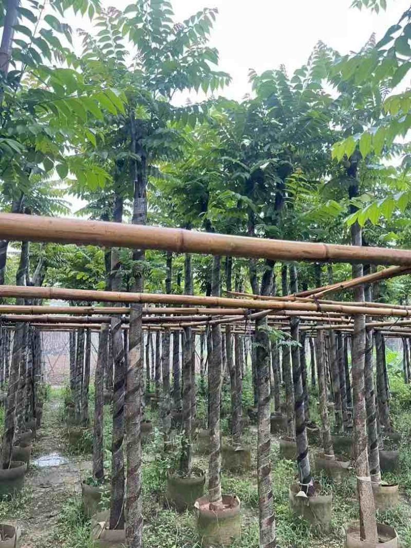 光杆麻楝基地直销规格齐全欢迎老板来电咨询合作