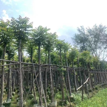 光杆麻楝基地直销规格齐全欢迎老板来电咨询合作