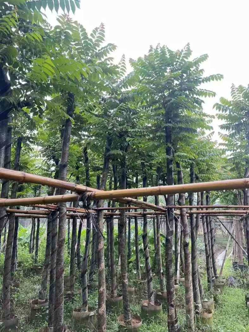 光杆麻楝基地直销规格齐全欢迎老板来电咨询合作