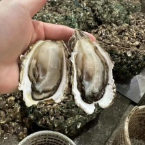广东潮汕生蚝原产地批发商用摆摊烧烤全壳半壳生蚝