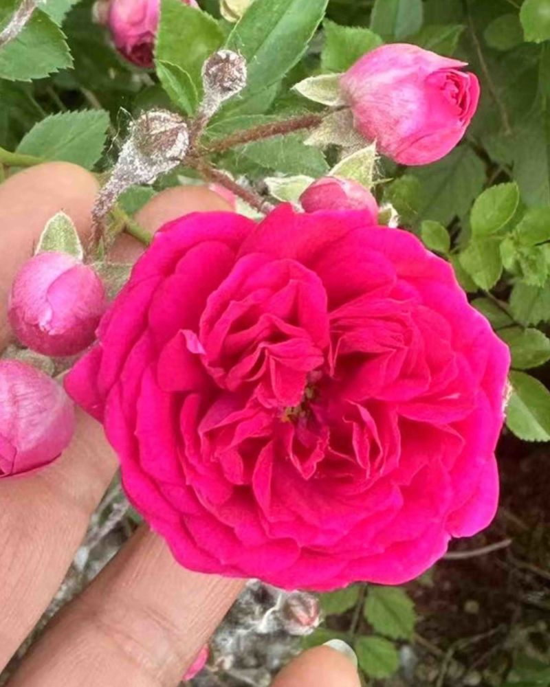 多花蔷薇